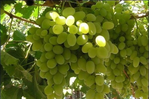 описание на сортовете грозде