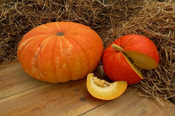 pumpkin varieties