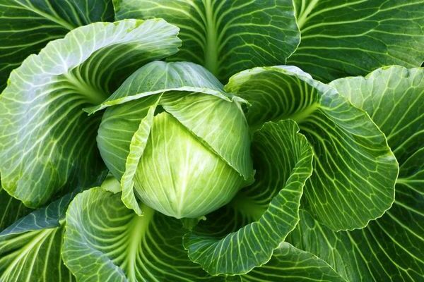 Mara cabbage varieties