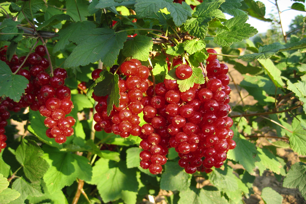 сортове червено френско грозде снимки ревюта