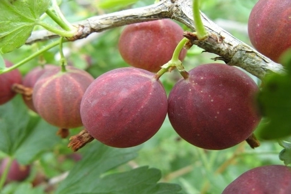 mga varieties ng gooseberry na lumalaban sa pulbos amag