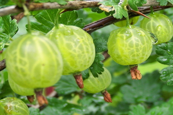 mga varieties ng gooseberry na lumalaban sa pulbos amag