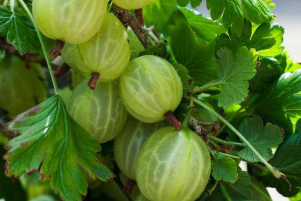 Varieti gooseberry tahan terhadap cendawan serbuk