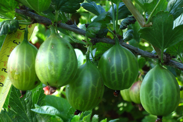 mga varieties ng gooseberry na lumalaban sa pulbos amag