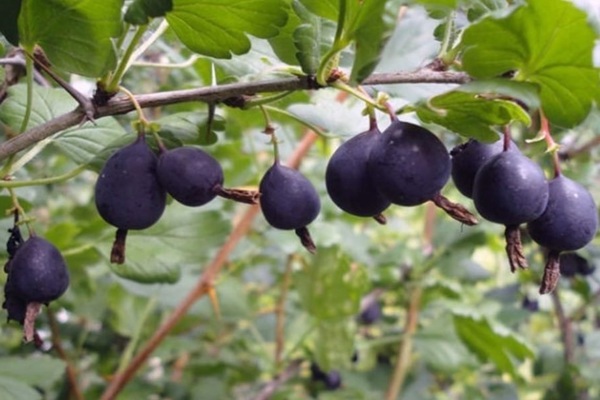 mga varieties ng gooseberry na lumalaban sa pulbos amag