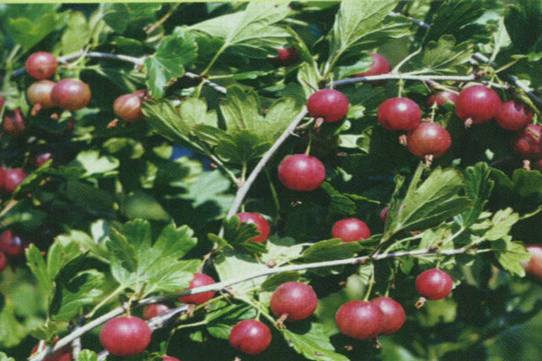 variétés de groseilles résistantes à l'oïdium