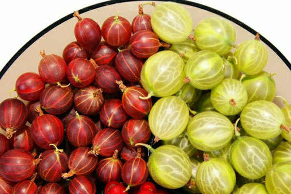 Varieti gooseberry tahan terhadap cendawan serbuk