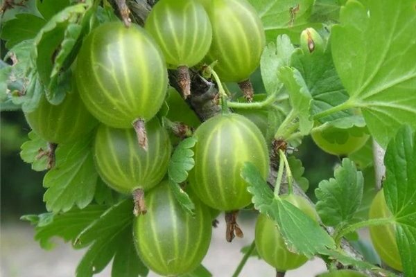 Ανθεκτικό στον παγετό φραγκοστάφυλο: περιγραφή, ποικιλίες