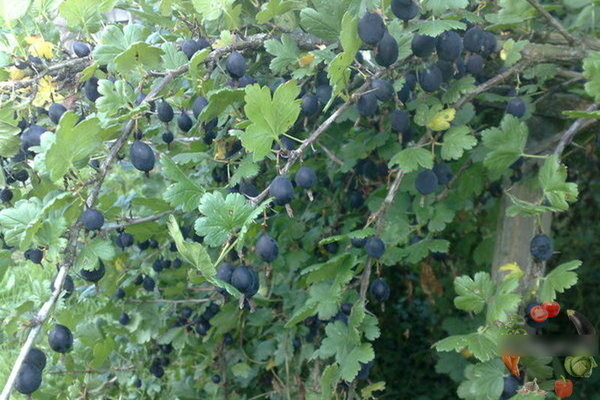 Varieti gooseberry terbaik tanpa duri