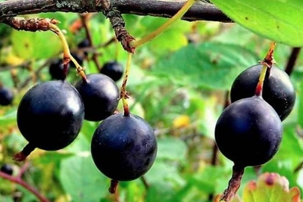 Varieti gooseberry terbaik tanpa duri