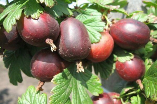 Varieti gooseberry awal: foto, keterangan