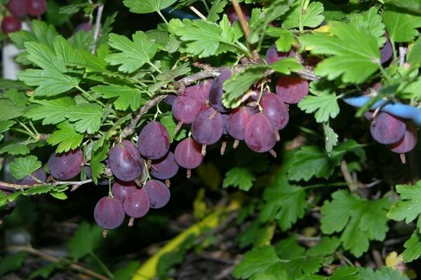 Variétés célèbres de groseilles près de Moscou: photos, description