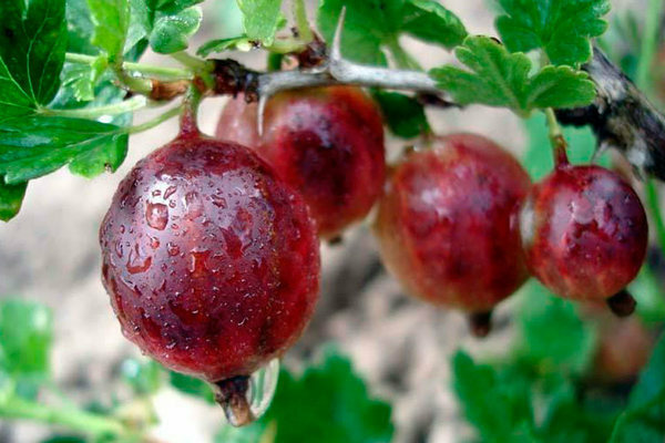 Late-ripening gooseberry varieties larawan, paglalarawan