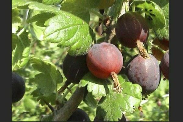 Varietats de grosella espinosa amb fruits grans: foto, descripció