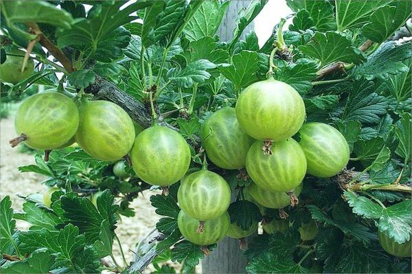 Gooseberry tahan fros: penerangan, varieti