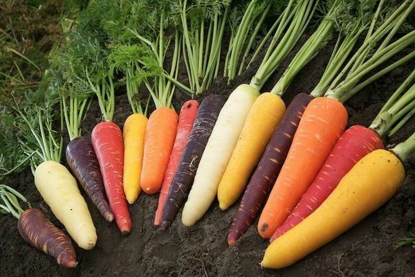 Les meilleures variétés de carottes : informations générales