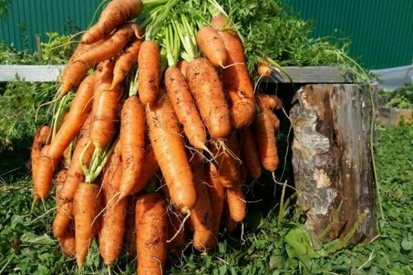 Late-ripening varieties of carrots
