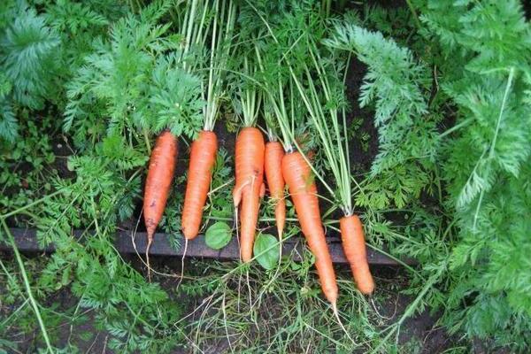 Late-ripening varieties of carrots