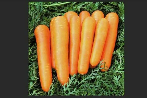 The best varieties of early carrots