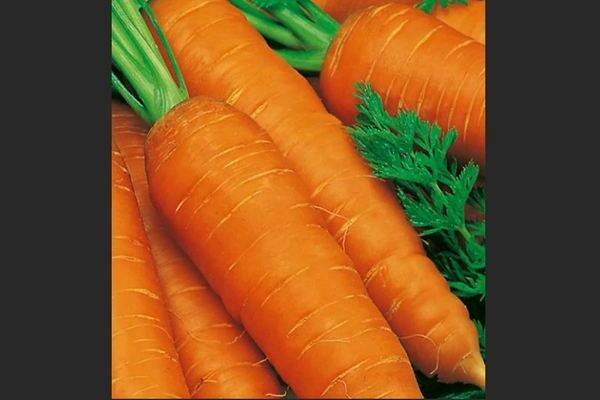 Моркови: описание на сортове в средния сезон