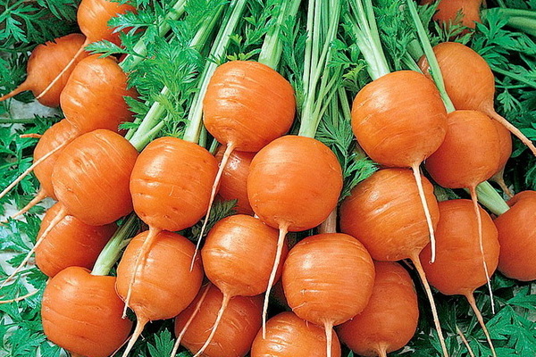 Carrots: description of mid-season varieties