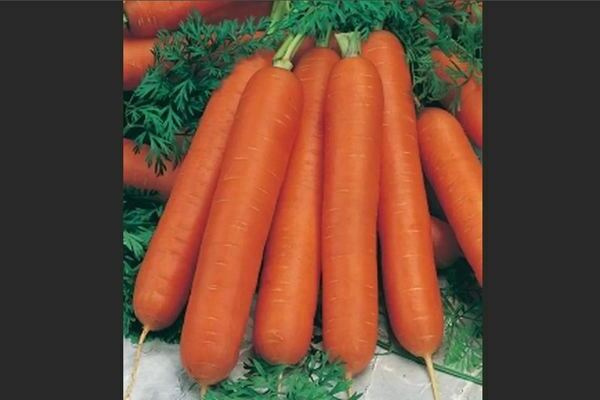 Cà rốt: mô tả các giống giữa mùa