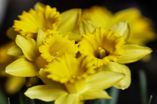 nama jenis daffodil
