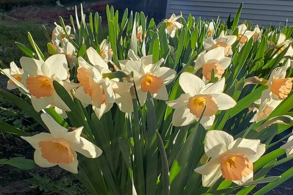 daffodils varieties with photos and names