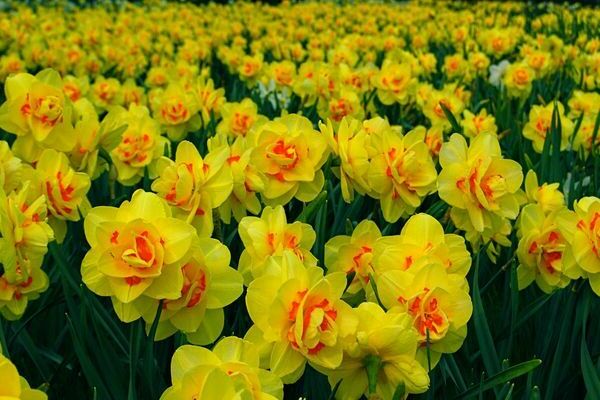 varieti foto daffodil