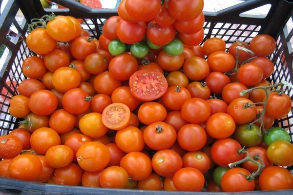 Description de la variété de tomates cerises avis photo