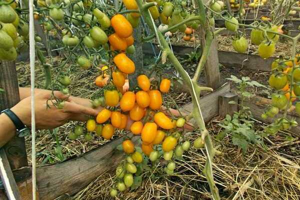 photo de variétés de tomates cerises
