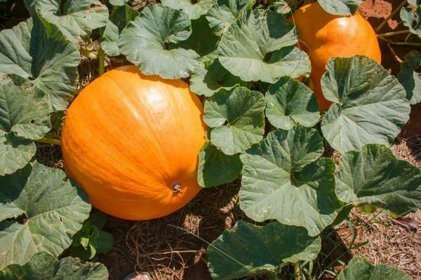 Growing pumpkin outdoors