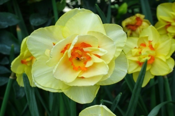 Narcissus Tahiti photo