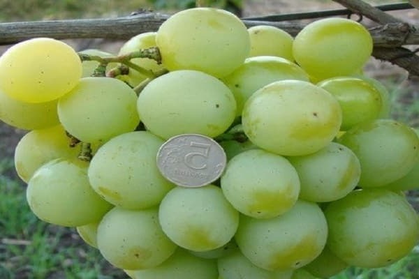 grape mascot photo