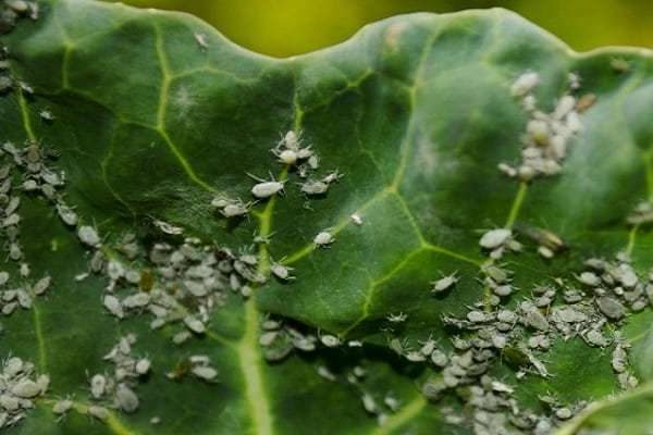 aphids + on cabbage