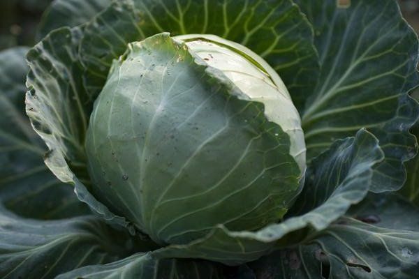 + how to get rid of + aphids + on cabbage