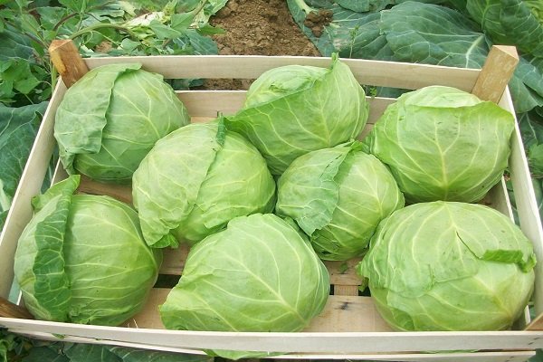 folk remedies + for aphids + on cabbage