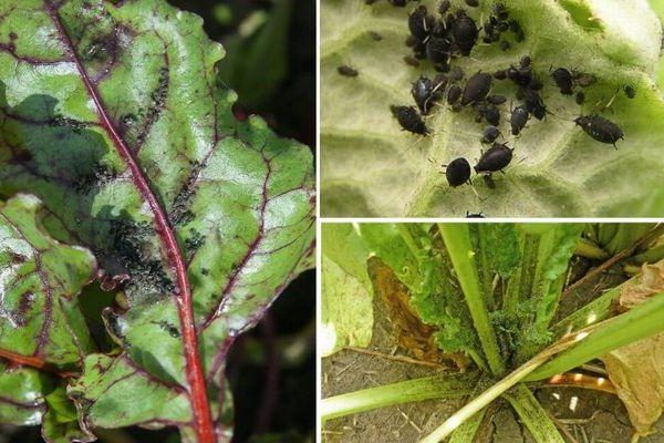 aphids + on cabbage + how to fight