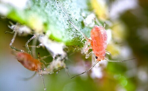 aphids on gooseberries how to fight