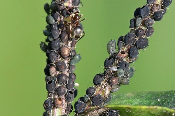 gooseberry aphid na gamot