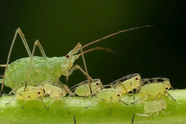 how to get rid of aphids on gooseberries