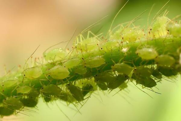 how to treat gooseberries from aphids