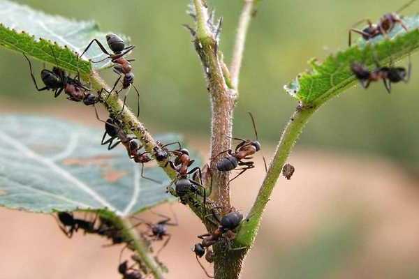 how to spray aphid plum