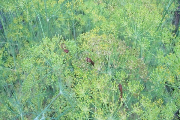 aphids on dill how to get rid of