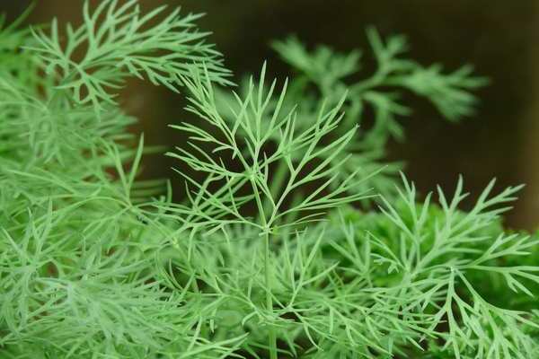 how to process dill from aphids
