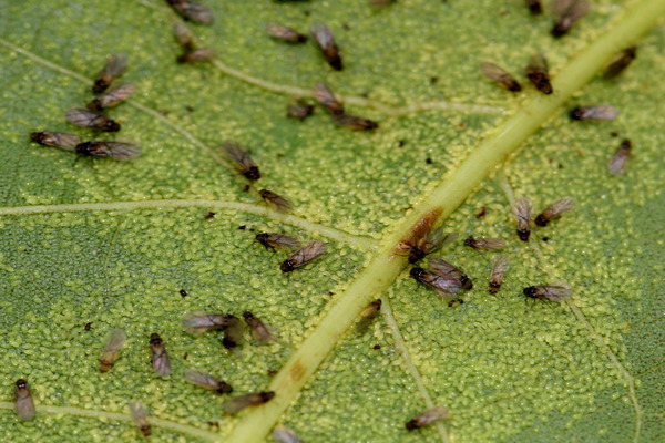 aphids on grapes