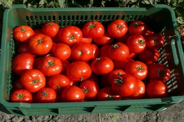 lynx tomate