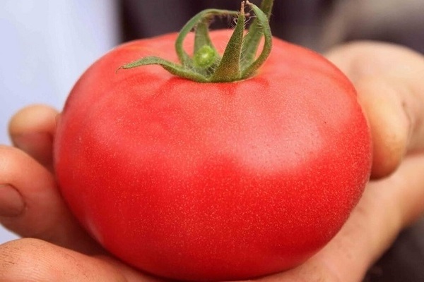paradajkový bobcat