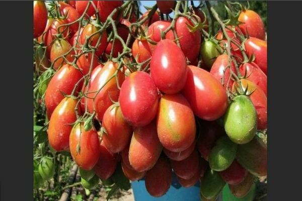 Chio Chio San -tomater: beskrivelse, presentasjon av denne sorten