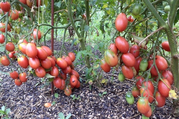 Tomato Chio Chio San: ảnh, sơ lược về giống cà chua này